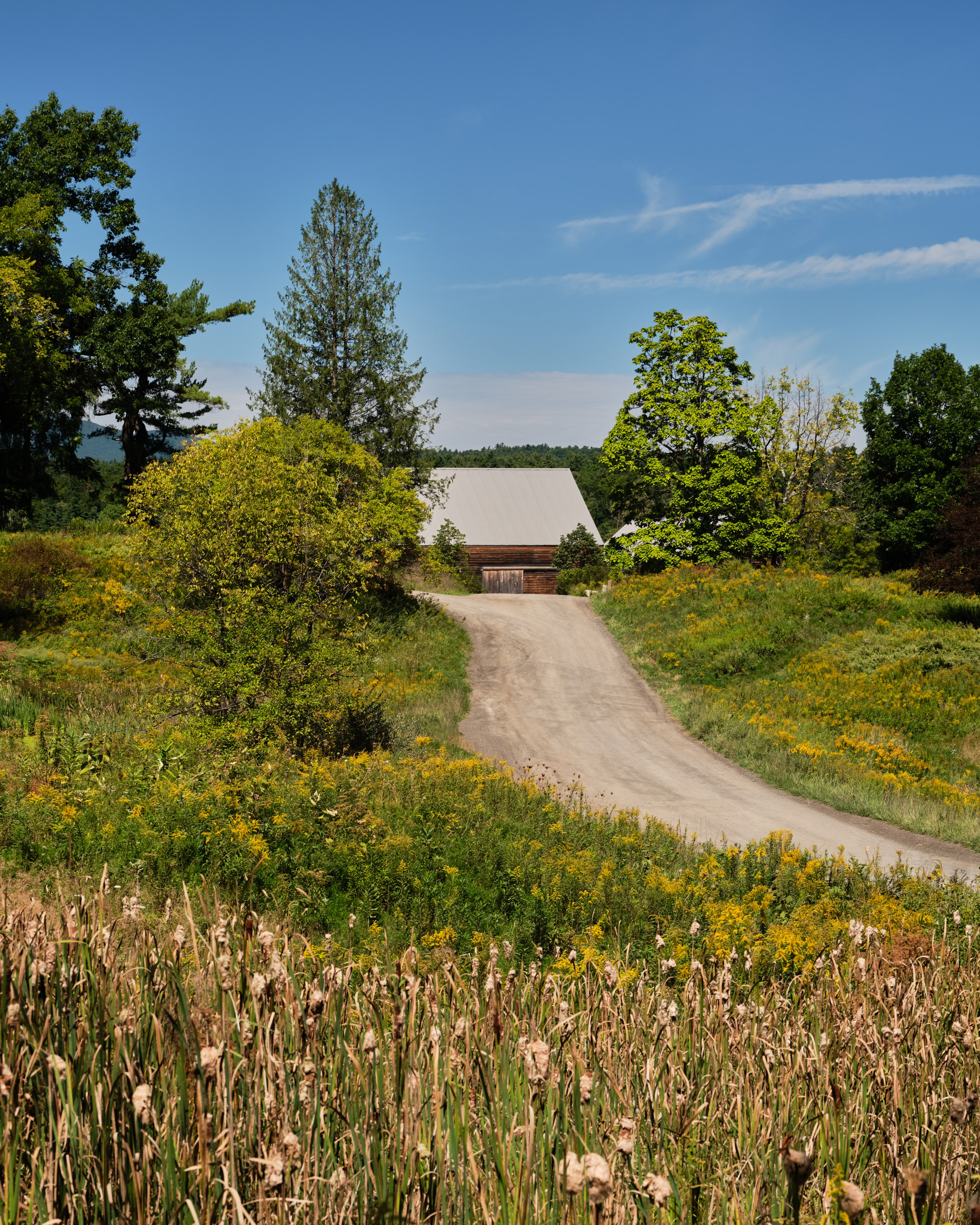 The barn at the top of the gravel drive, goldenrod and cattails in the foreground